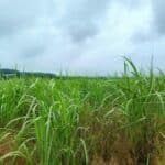 Miscanthus Athena, Auchincruive, July 2025