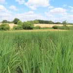 Miscanthus Athena, Chesham, July 2025