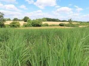 Miscanthus Athena, Chesham, July 2025
