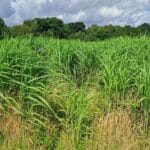 Miscanthus Athena, North Wyke, July 2025