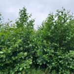 Alder, Auchincruive, July 2025