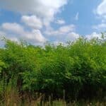 Black Locust, Headley Hall, July 2025