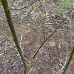Black Stem willow, Headley Hall, July 2025