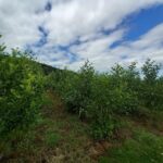 Alder, Boghall, July 2025