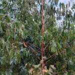 E. Denticulata Thinning, Headley Hall, July 2025