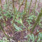 Holes in Willow leaves , Headley Hall, July 2025