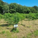 Black Locust, Aberystwyth, July 2025
