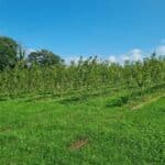 SRC Poplar, Aberystwyth, July 2025