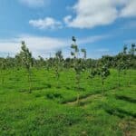 SRF Poplar, Aberystwyth, July 2025