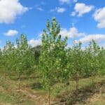 SRF Poplar, Chesham, July 2025