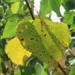 SRF Poplar, Chesham, July 2025
