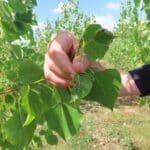 SRF Poplar, Chesham, July 2025