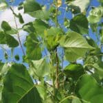 SRF Poplar, Chesham, July 2025