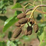 Alder Catkins, Chesham, July 2025