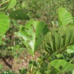 SRF Alder, Chesham, July 2025