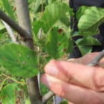 Xanthomonas arboricola pv. Pruni on some of the SRF Alder.