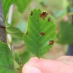 Xanthomonas arboricola pv. Pruni on some of the SRF Alder.