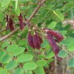 SRF Black Locust 'Turbo' seed pods, Chesham, July 2025