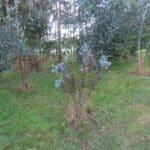 Eucalyptus, Chesham, July 2025