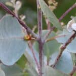 Eucalyptus, Chesham, July 2025