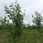 Italian Poplar, Auchincruive, July 2025