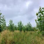 Italian Poplar, Auchincruive, July 2025