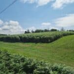 0.5ha Miscanthus giganteus plot, Aberystwyth, July 2025