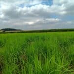 Miscanthus Athena, Headley Hall, July 2025
