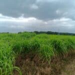 Miscanthus giganteus, Headley Hall, July 2025