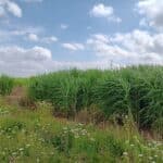 2023 Miscanthus variety trial, Headley Hall, July 2025