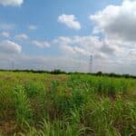 2024 Miscanthus variety trial, Headley Hall, July 2025