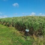 Miscanthus giganteus, Aberystwyth, July 2025