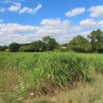 Miscanthus giganteus, Chesham, July 2025
