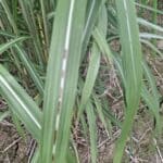 Miscanthus giganteus, Cockle Park Farm, July 2025