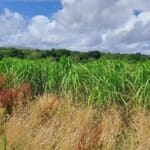 Miscanthus giganteus, North Wyke, July 2025