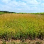 Reed Canary Grass, Headley Hall, July 2025
