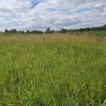 Reed Canary Grass, Cockle Park Farm, July 2025