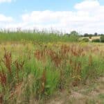 Reed Canary Grass, Chesham, July 2025