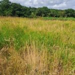 Reed Canary Grass, North Wyke, July 2025