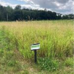 Reed Canary Grass establishing well, July 2025. Hillsborough