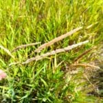 Reed Canary Grass heads, Headley Hall, July 2025