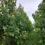 SRC Poplar, Auchincruive, July 2025