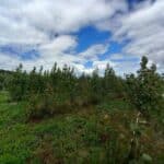 SRC Poplar, Boghall, July 2025