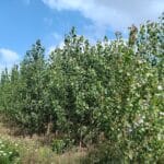 SRC Poplar, Headley Hall, July 2025
