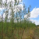 0.5ha SRC Willow, Chesham, July 2025