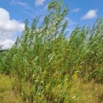 SRC Willow, North Wyke, July 2025