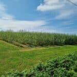 0.5ha SRC Willow, Aberystwyth, July 2025