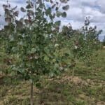 SRF Italian Poplar, Cockle Park Farm, July 2025