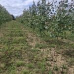 SRF Italian Poplar, Cockle Park Farm, July 2025