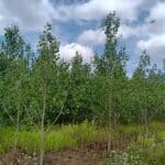 SRF poplar, Headley Hall, July 2025